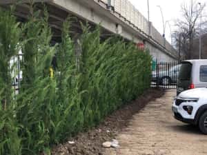 Leylandii chiparos — miniatura 3