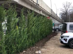 Leylandii chiparos — miniatura 4