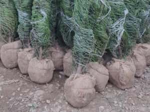 Leylandii chiparos — miniatura 5