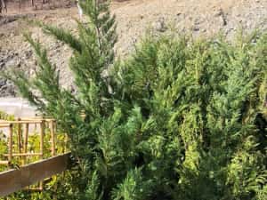 Leylandii chiparos — miniatura 6