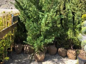 Leylandii chiparos — miniatura 7