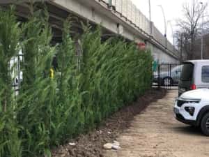 Leylandii chiparos — miniatura 8