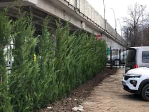 Leylandii chiparos — miniatura 9