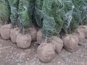 Leylandii chiparos — miniatura 10