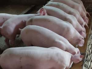 Porci și purcei 30kg-300kg