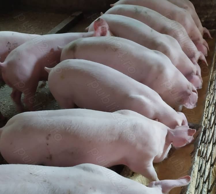 Porci și purcei 30kg-300kg — fotografie 1 din 1