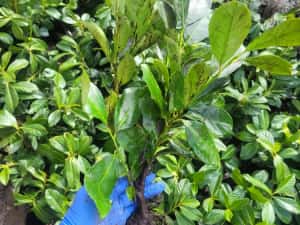 Laur englezesc Rotundifolia ±40cm — miniatura 2