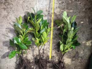 Laur englezesc Rotundifolia ±40cm — miniatura 3