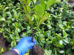 Laur englezesc Rotundifolia ±40cm — miniatura 4