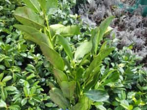 Laur englezesc Rotundifolia ±40cm — miniatura 5