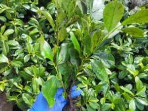 Laur englezesc Rotundifolia ±40cm — miniatura 6