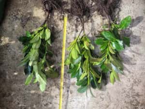 Laur englezesc Rotundifolia ±40cm — miniatura 7