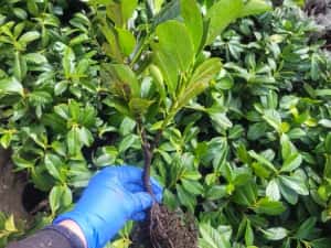 Laur englezesc Rotundifolia ±40cm — miniatura 8