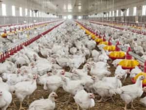 Pui albi de carne și rasa mixta — miniatura 1