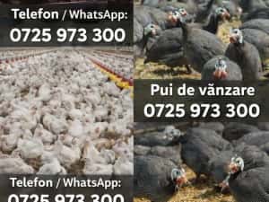 Pui albi de carne și rasa mixta — miniatura 2