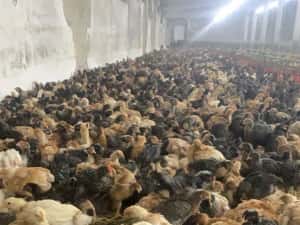 Pui albi de carne și rasa mixta — miniatura 3