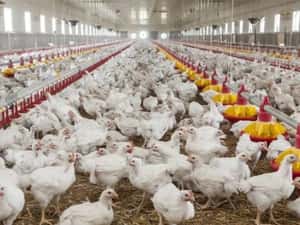 Pui albi de carne și rasa mixta — miniatura 7