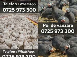 Pui albi de carne și rasa mixta — miniatura 8