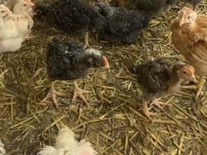 Pui albi de carne și rasa mixta — miniatura 9