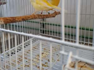Canari cantec ,timbrabo