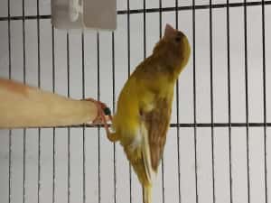 Canari cantec ,timbrabo — miniatura 2