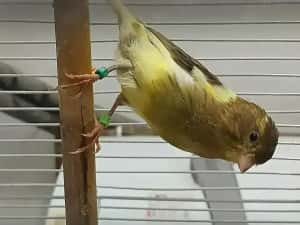 Canari cantec ,timbrabo — miniatura 3