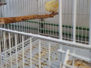 Canari cantec ,timbrabo — miniatura 4