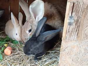 Vand pui de iepurasi — miniatura 2