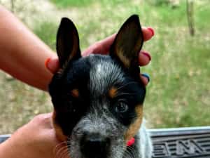 Australian Cattle Dog mascul