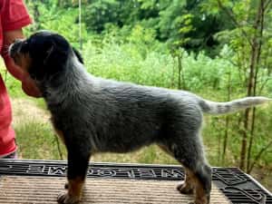 Australian Cattle Dog mascul — miniatura 2