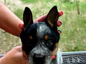 Australian Cattle Dog mascul — miniatura 3