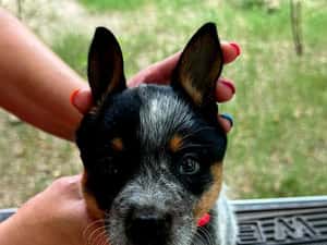 Australian Cattle Dog mascul — miniatura 5
