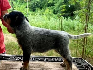 Australian Cattle Dog mascul — miniatura 6
