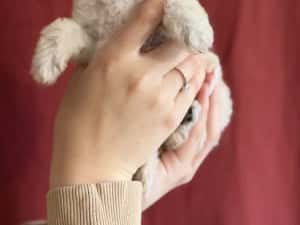 Fetita Maltipoo Toy — miniatura 4