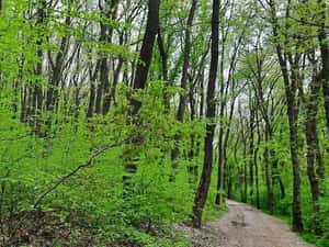 Inchiriez apartament 2 camere Manastur — miniatura 3