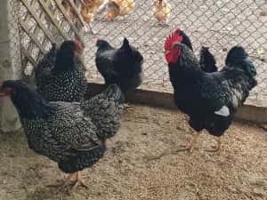 Barnevelder argintiu — miniatura 2