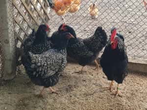 Barnevelder argintiu — miniatura 3