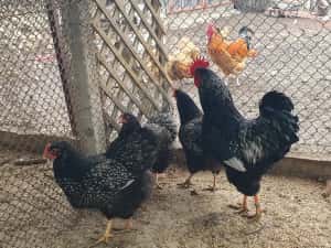 Barnevelder argintiu — miniatura 4