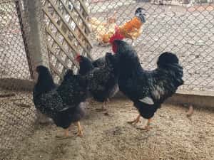 Barnevelder argintiu — miniatura 5