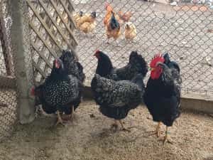 Barnevelder argintiu — miniatura 6