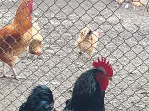 Barnevelder argintiu — miniatura 7