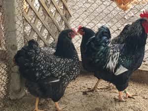 Barnevelder argintiu — miniatura 8