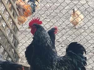 Barnevelder argintiu — miniatura 9