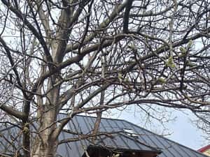 Apartament in casă — miniatura 2