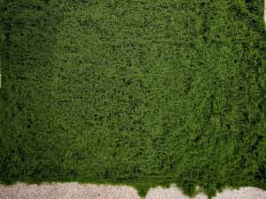 Covor panou verde aspect natural muschi 1mx1m