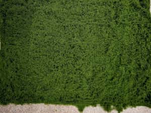 Covor panou verde aspect natural muschi 1mx1m — miniatura 9