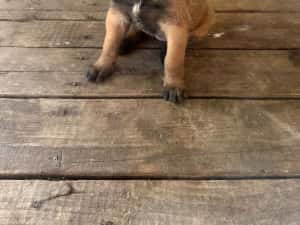 Vand pui de caine ciobanesc belgian malinois — miniatura 2