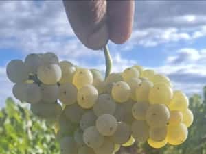 Vin de vanzare Calitate Superioara — miniatura 3