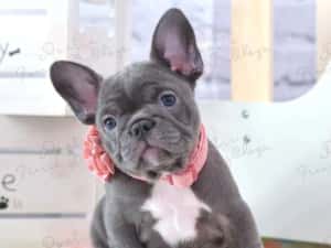 Femela bulldog francez — miniatura 1