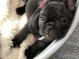 Femela bulldog francez — miniatura 4